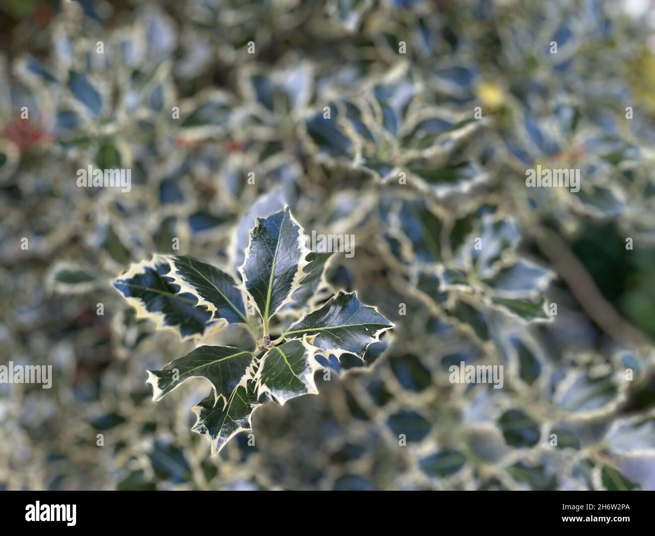Close-up shot of a common holly plant leaves. Stock Photo