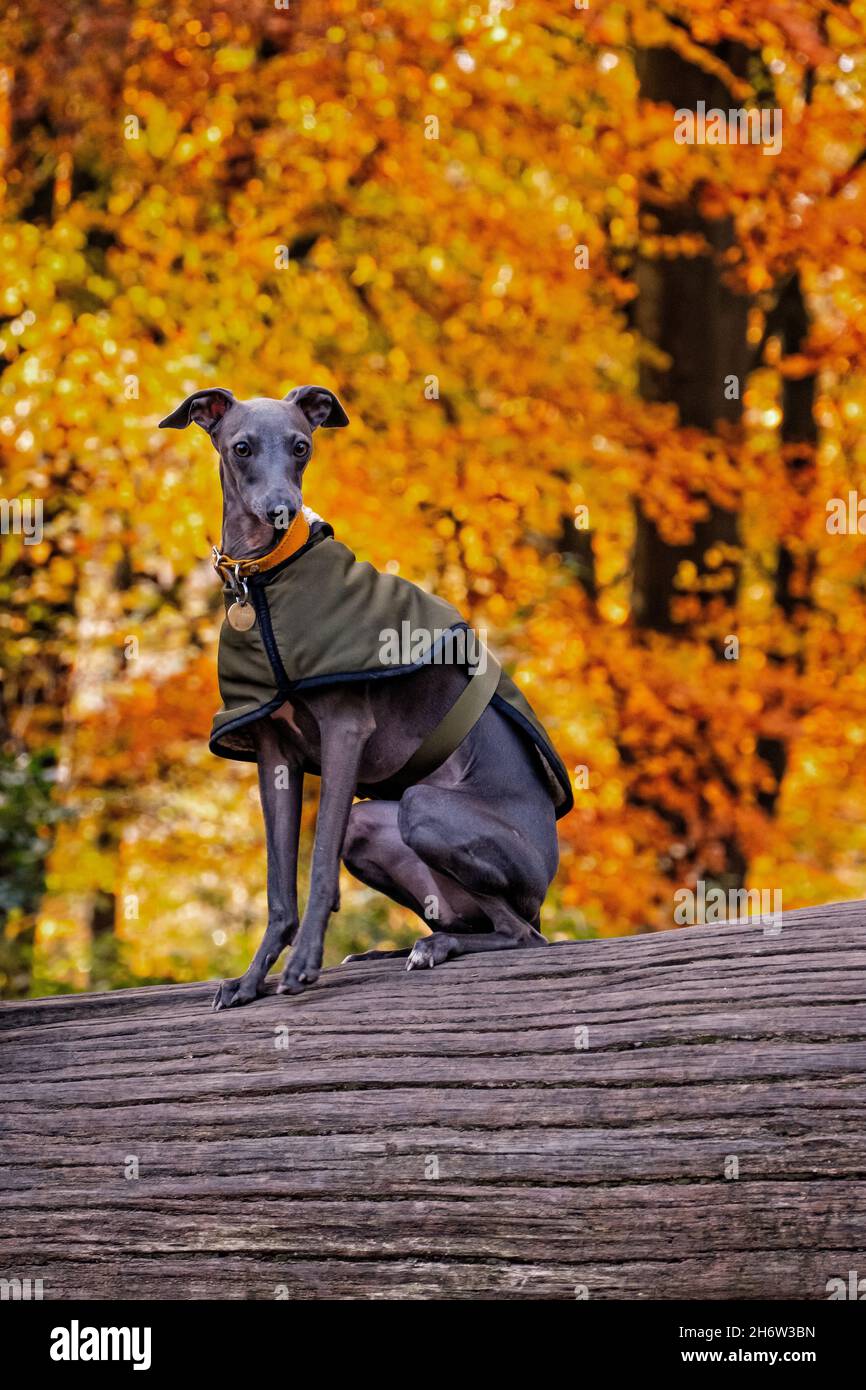 Italian Greyhound puppy on Hamstead Heath London in Autumn Stock Photo