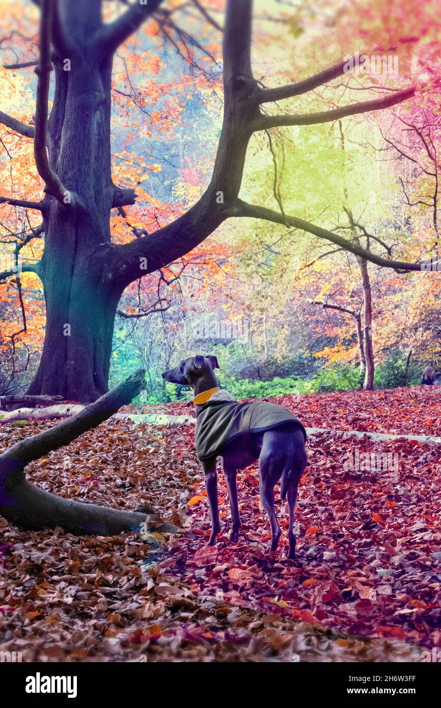 Italian Greyhound puppy on Hamstead Heath London in Autumn Stock Photo