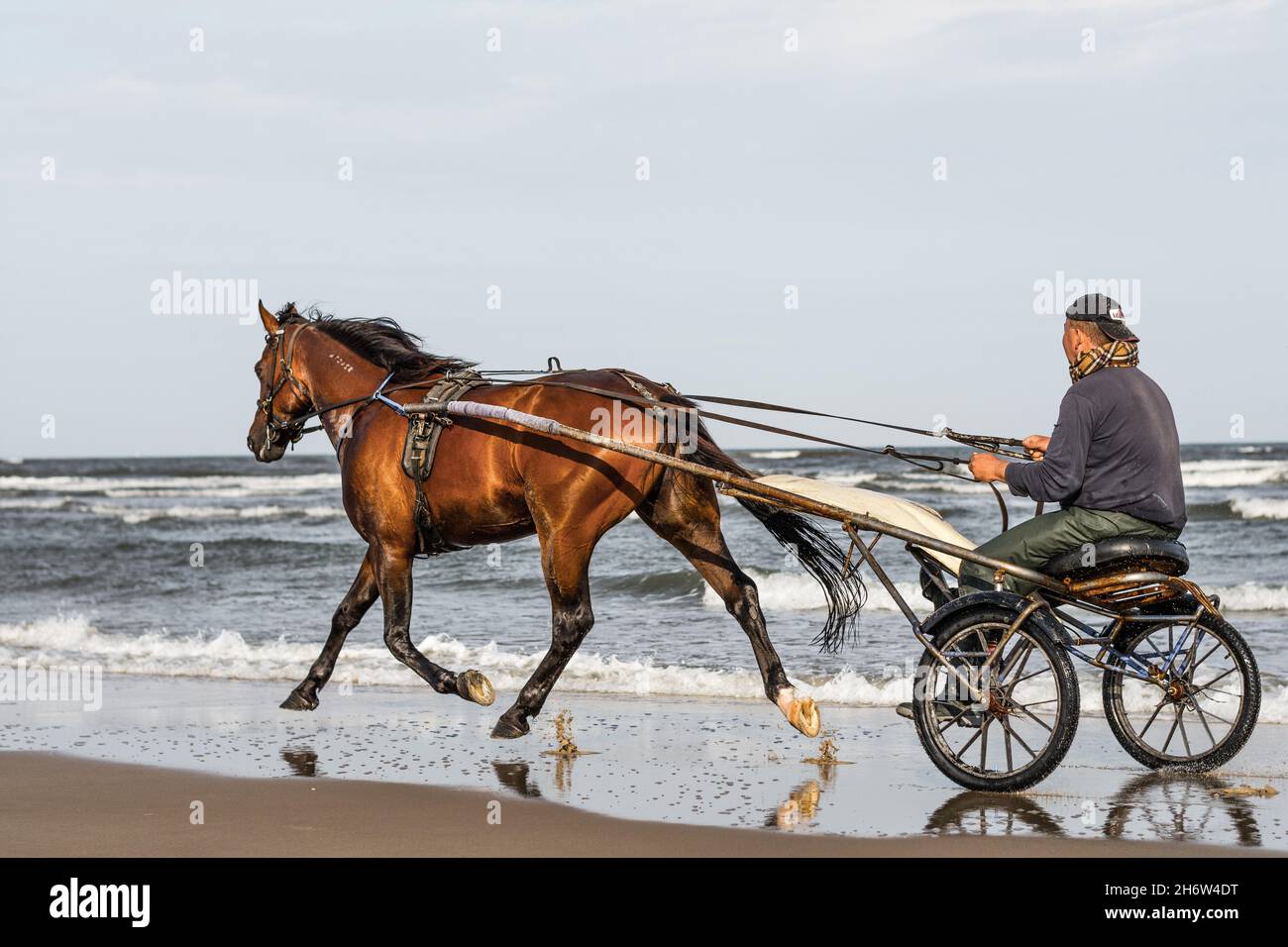 Horseman Equestrian Sport on the Beach Ocean Stock Photo