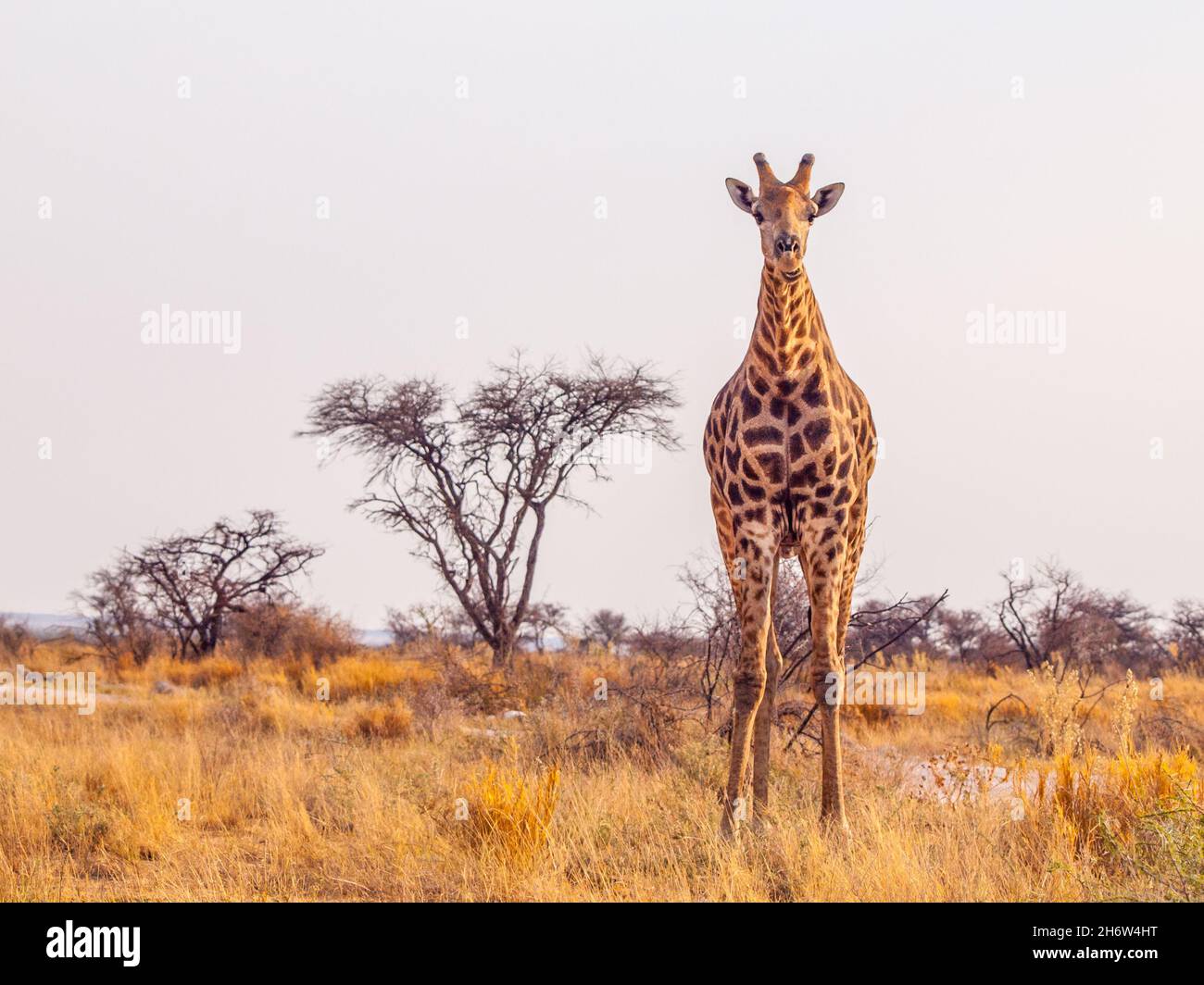 Cute giraffe in african savanna Stock Photo