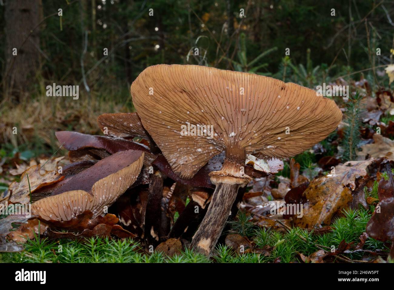 Honey mushroom in moss between fallen leaves; view on the slats in the cap Stock Photo