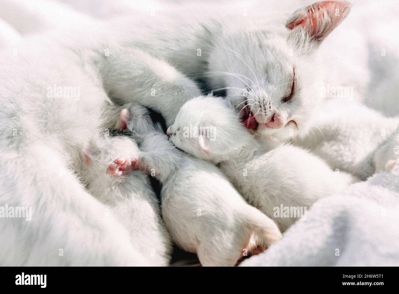 The mother white cat has just given birth to a litter of adorable
