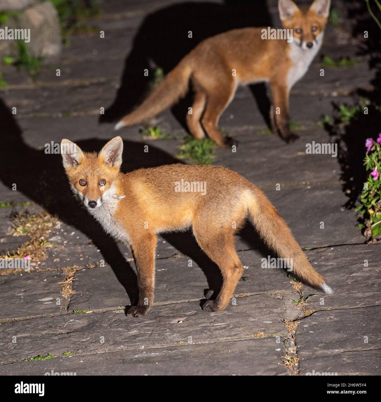 Red Fox cubs explore the garden at night Stock Photo