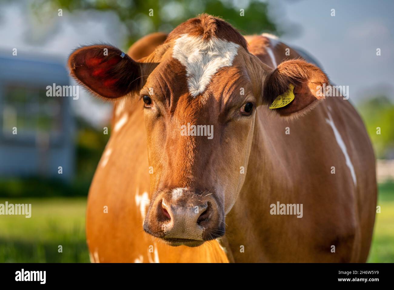Ayrshire cattle are a breed of dairy cattle from Ayrshire in southwest Scotland. Stock Photo