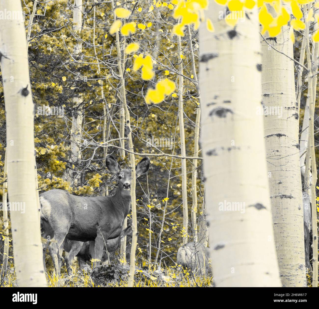 Everything pales in comparison to deer Stock Photo Alamy