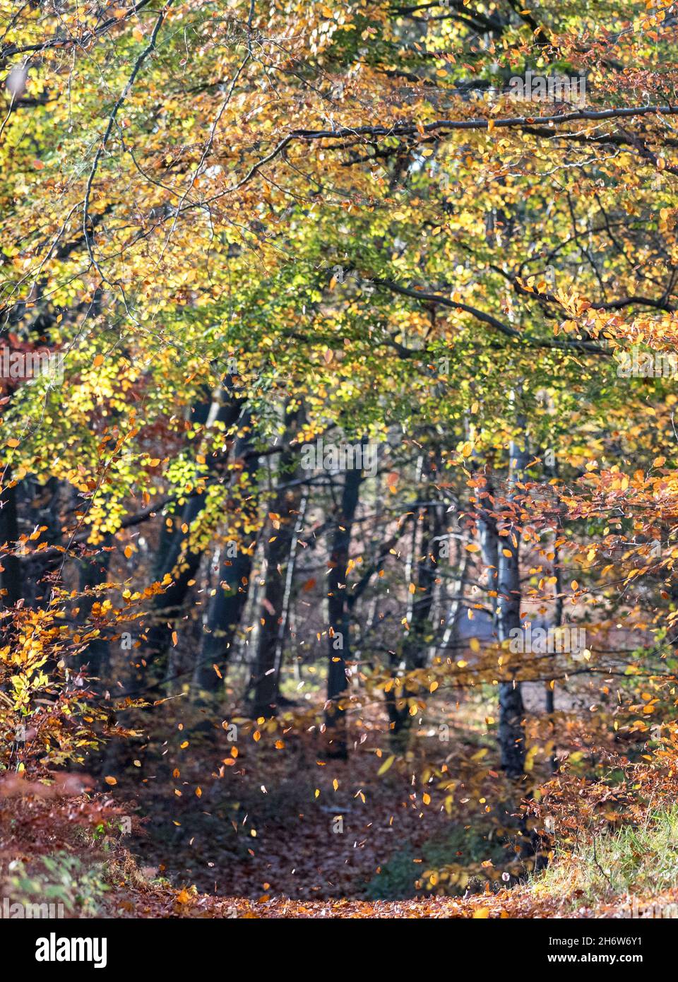 Beech tree leaves falling in an autumn breeze. Stock Photo