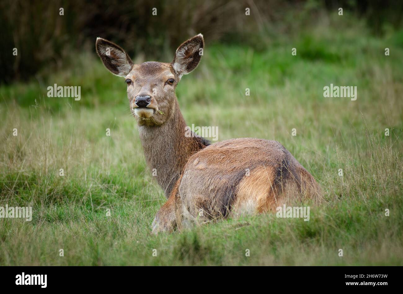 A red deer doe with grass in her mouth lying on the grass looking back at the camera Stock Photo