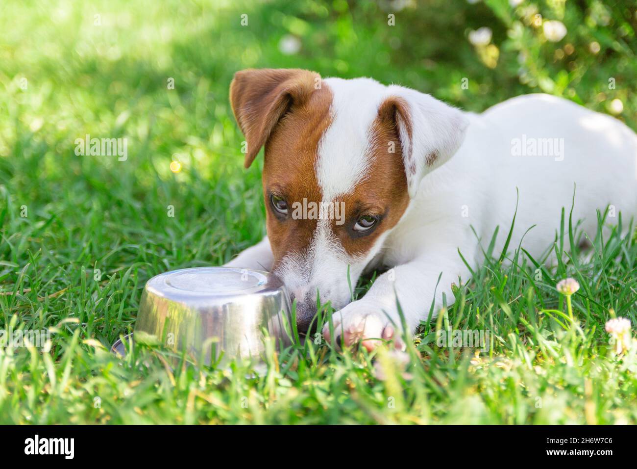 Domestic life with dog. Hungry dog with sad eyes is waiting for feeding. Hungry or thirsty dog fetches metal bowl to get feed or water. Stock Photo