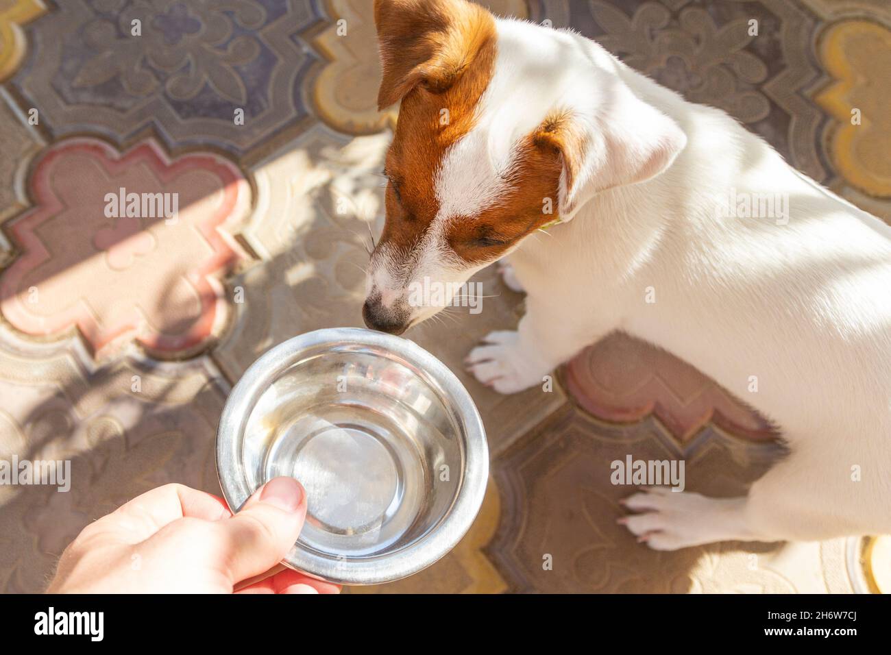 Domestic life with dog. Hungry dog with sad eyes is waiting for feeding. Hungry or thirsty dog fetches metal bowl to get feed or water. Stock Photo