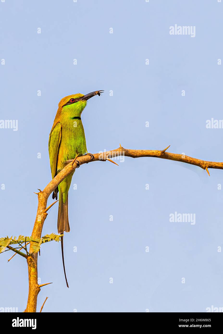 Rainbow bee eater pair hi-res stock photography and images - Alamy
