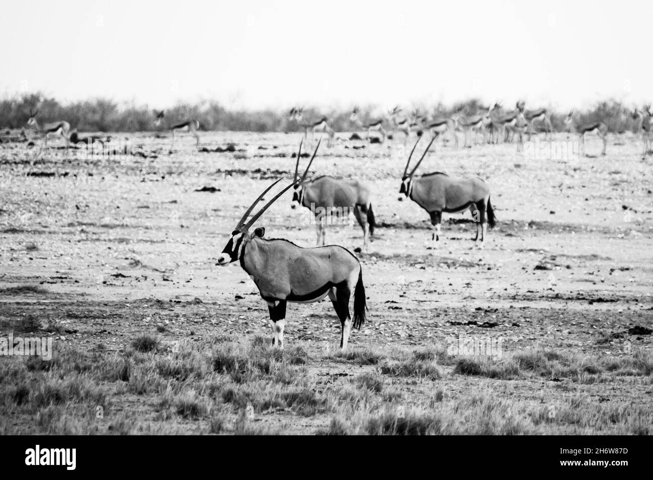 Gemsbok antelopes in african savanna Stock Photo