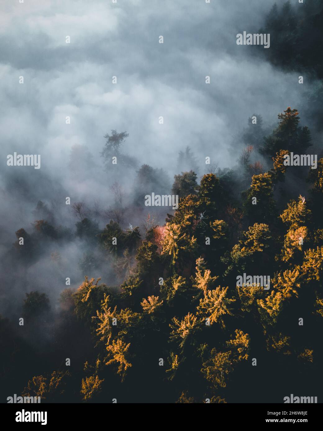 Calm moody forest in misty fog in the morning Stock Photo - Alamy