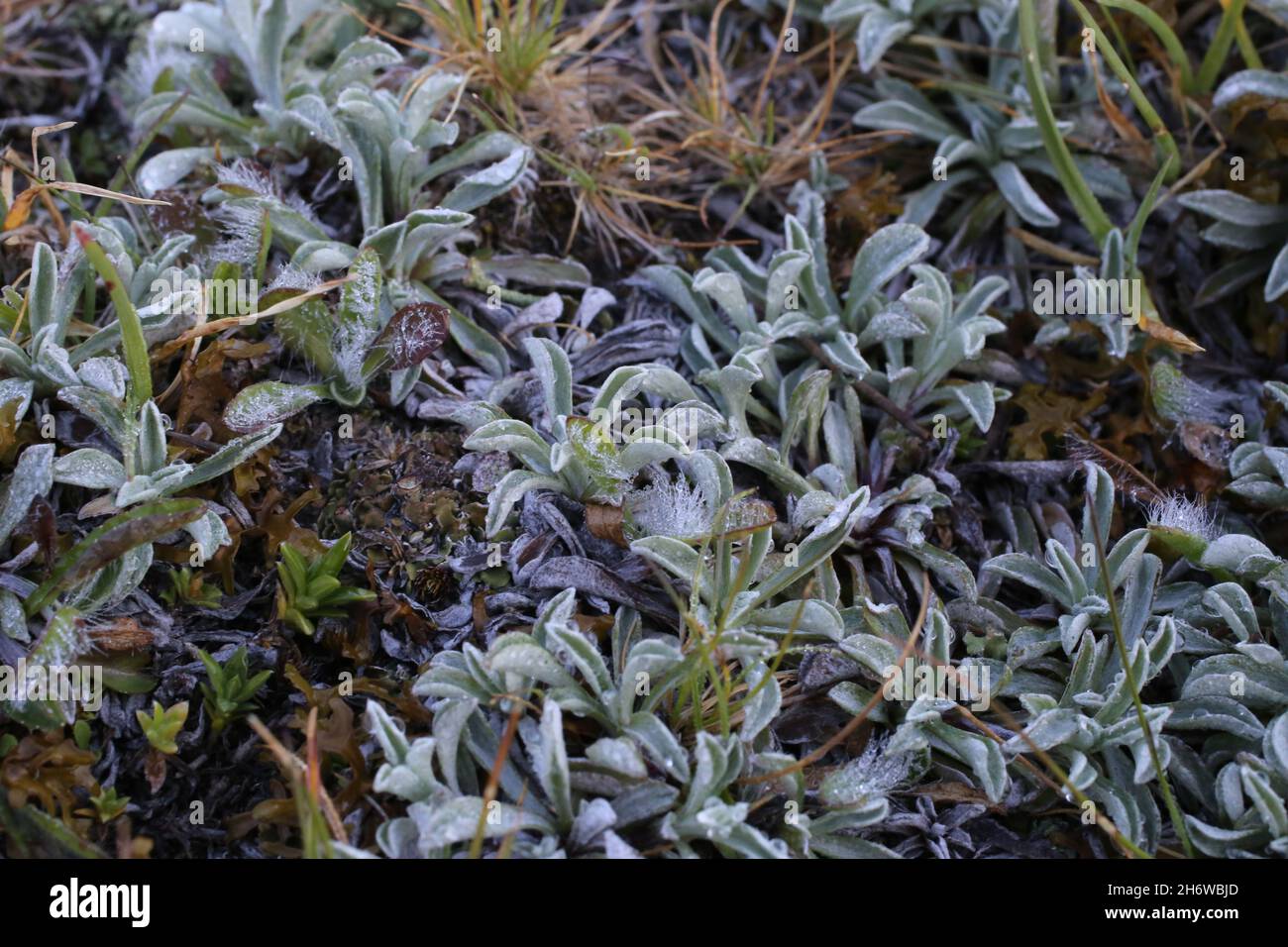 Alpine plants mountain plant hi-res stock photography and images - Alamy