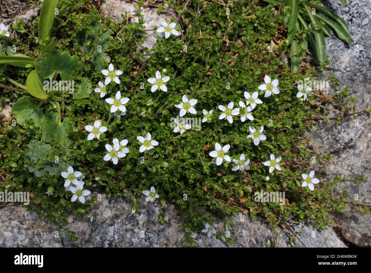 Arenaria biflora, Two-Flowered Sandwort, Caryophyllaceae. Wild plant shot in summer. Stock Photo