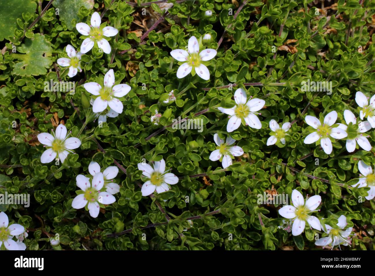 Arenaria biflora, Two-Flowered Sandwort, Caryophyllaceae. Wild plant shot in summer. Stock Photo