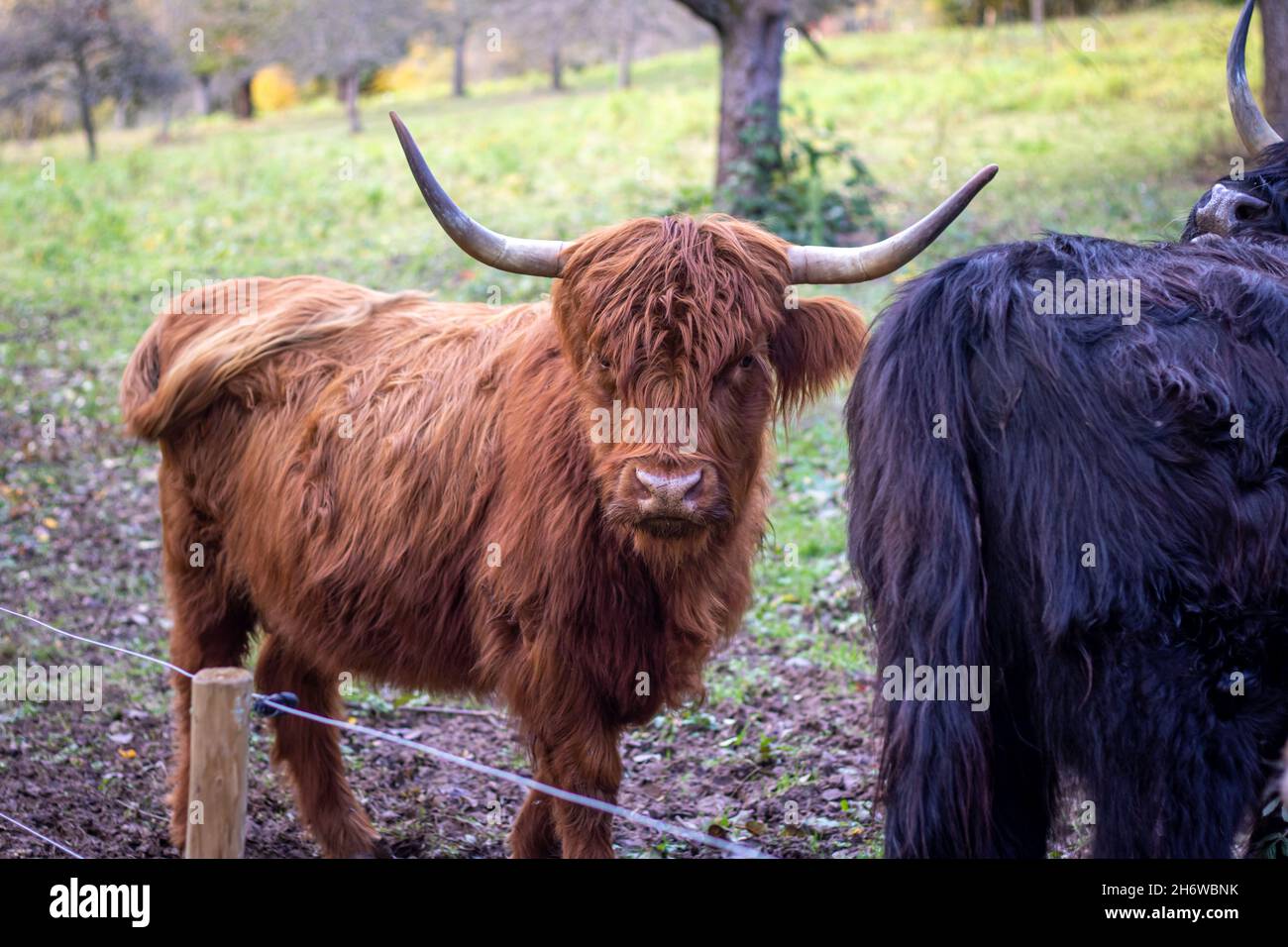 scottish highland cattles with brown and dark fur care for vegetation on a meadow in a nature reserve in southern germany Stock Photo