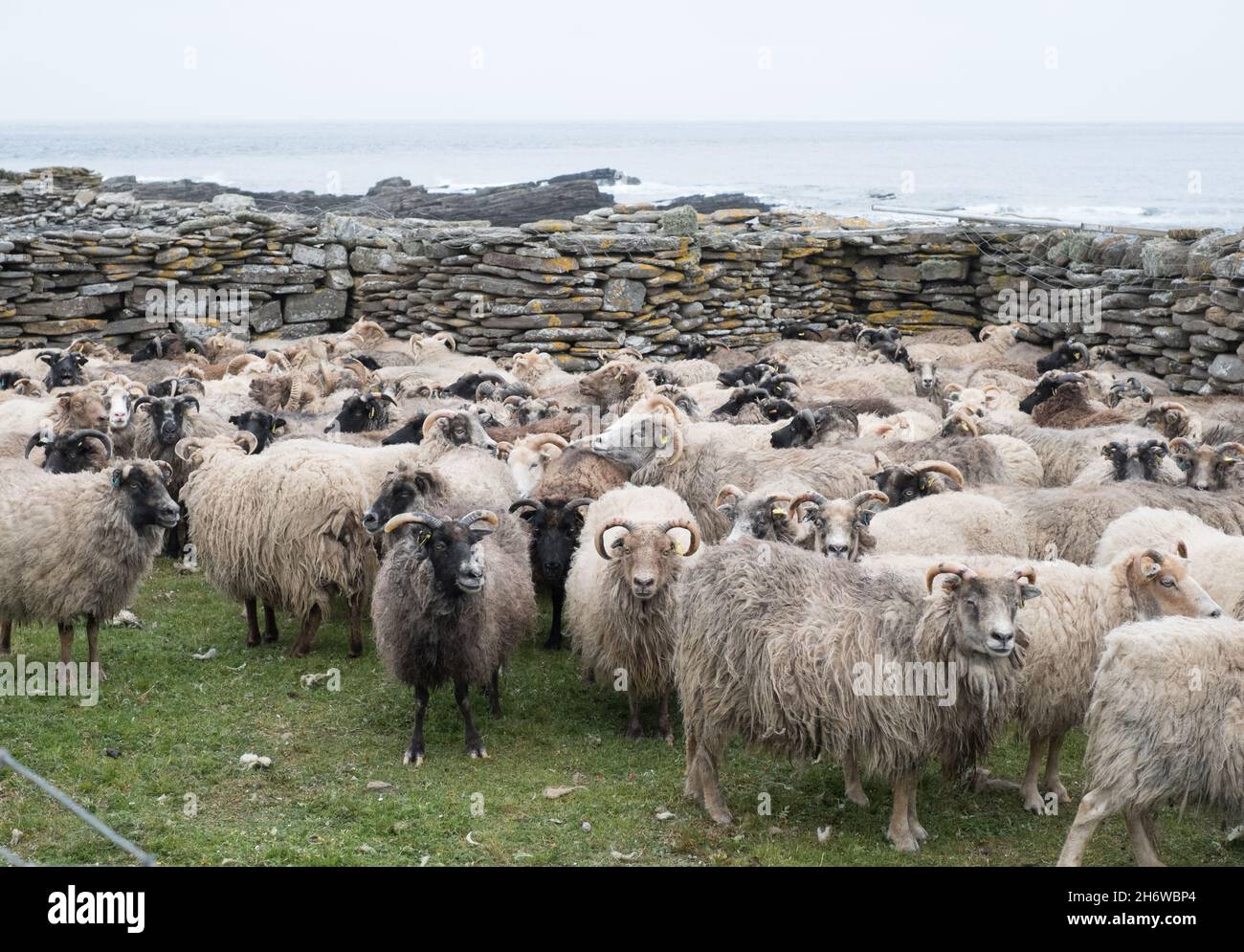 Semi-feral sheep on North Ronaldsay, Orkney, Scotland, rounded up for shearing inside stone 'punds' (pens) Stock Photo