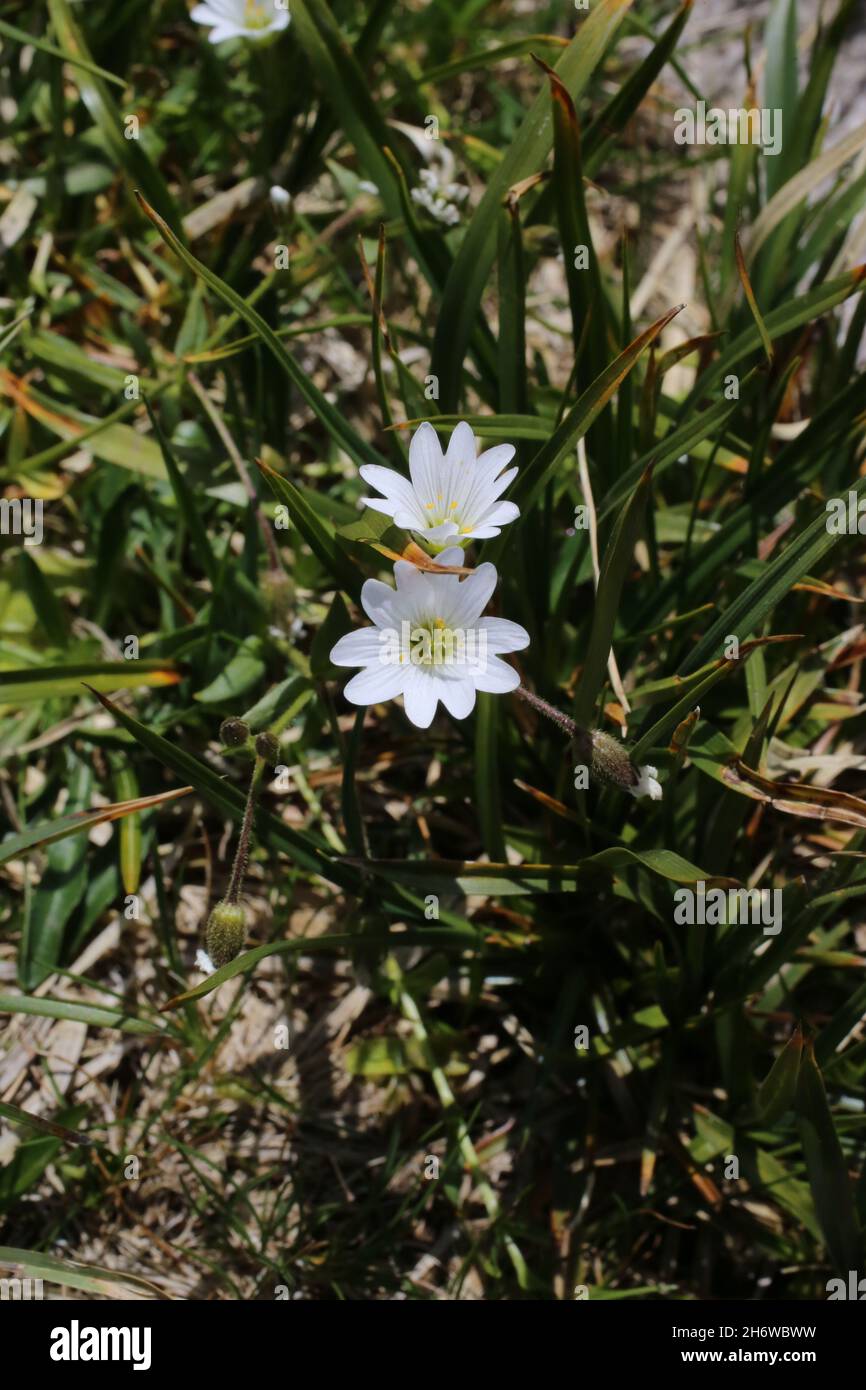 Cerastium cerastoides, Starwort Mouse-Ear, Caryophyllaceae. Wild plant shot in summer. Stock Photo