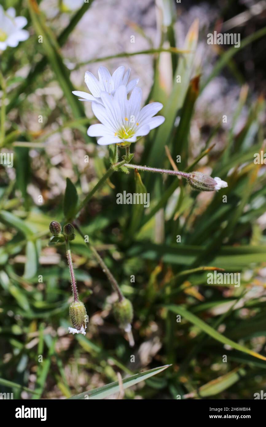 Cerastium cerastoides, Starwort Mouse-Ear, Caryophyllaceae. Wild plant shot in summer. Stock Photo