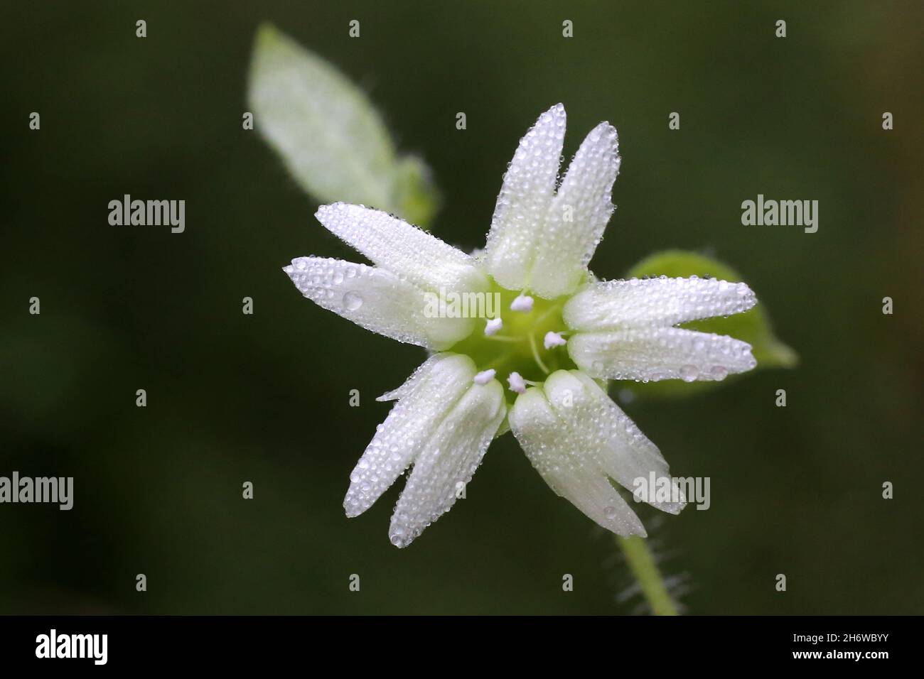 Silene baccifer, Cucubalus baccifer, Caryophyllaceae. Wild plant shot in summer. Stock Photo