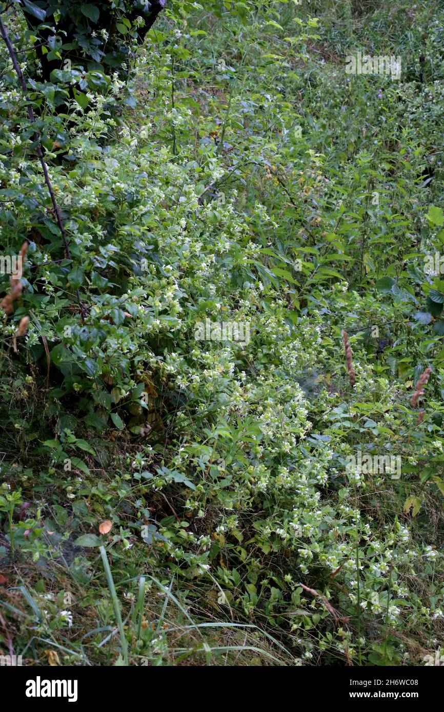 Silene baccifer, Cucubalus baccifer, Caryophyllaceae. Wild plant shot in summer. Stock Photo