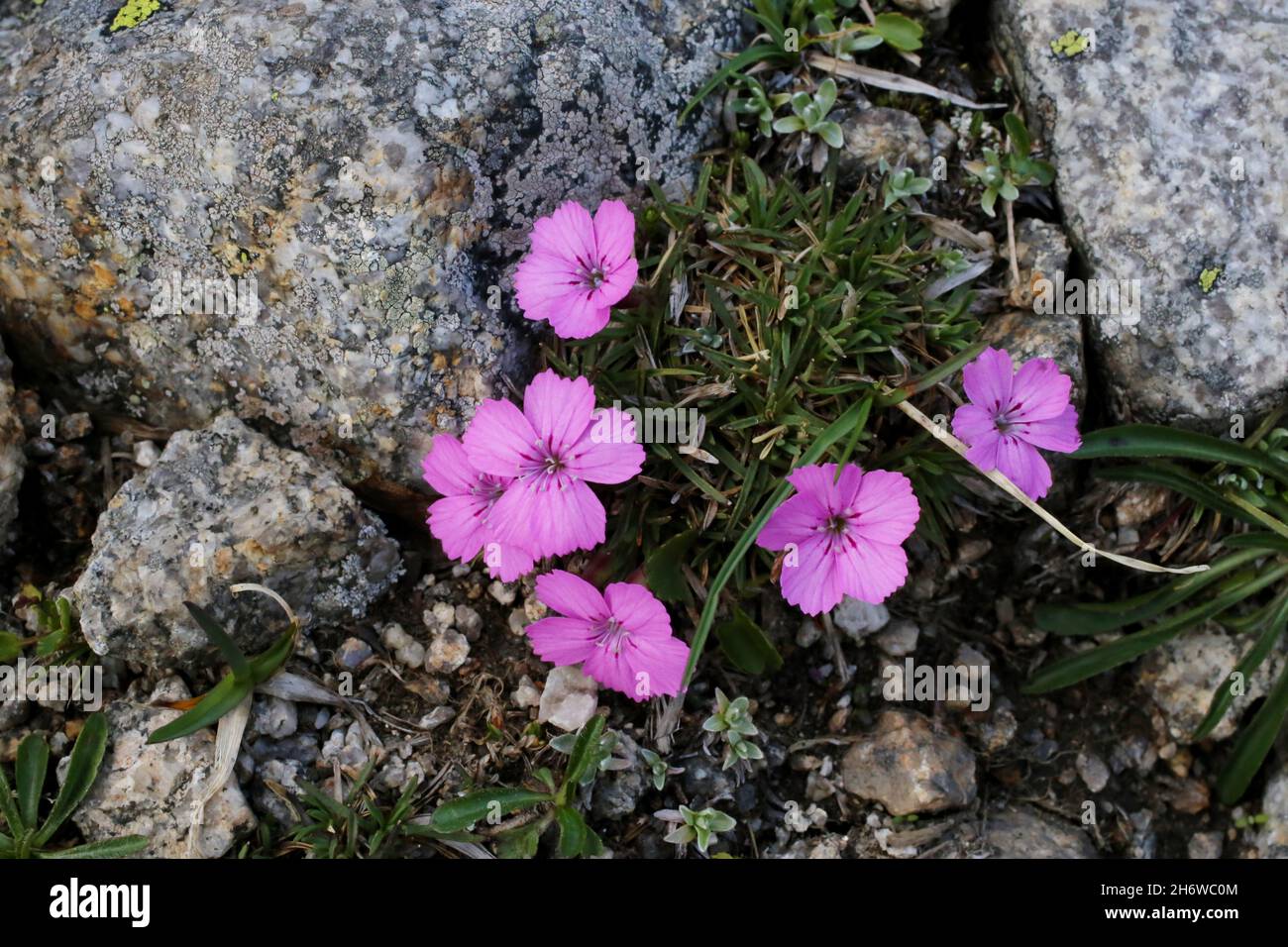 Dianthus microlepis, Caryophyllaceae. Wild plant shot in summer. Stock Photo