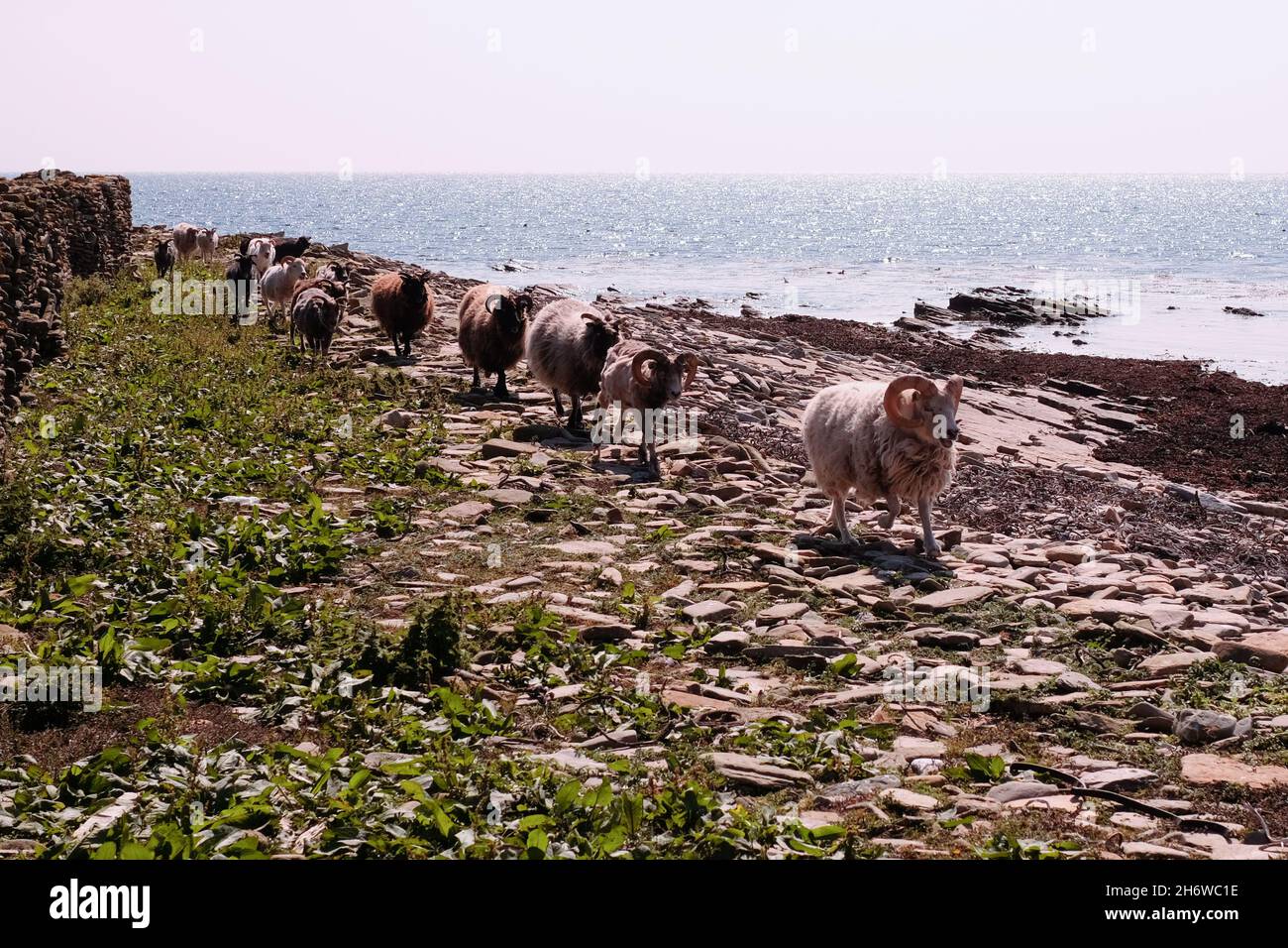 Seaweed-eating sheep on the beaches of North Ronaldsay, Orkney, Scotland, where they've lived since prehistoric times Stock Photo