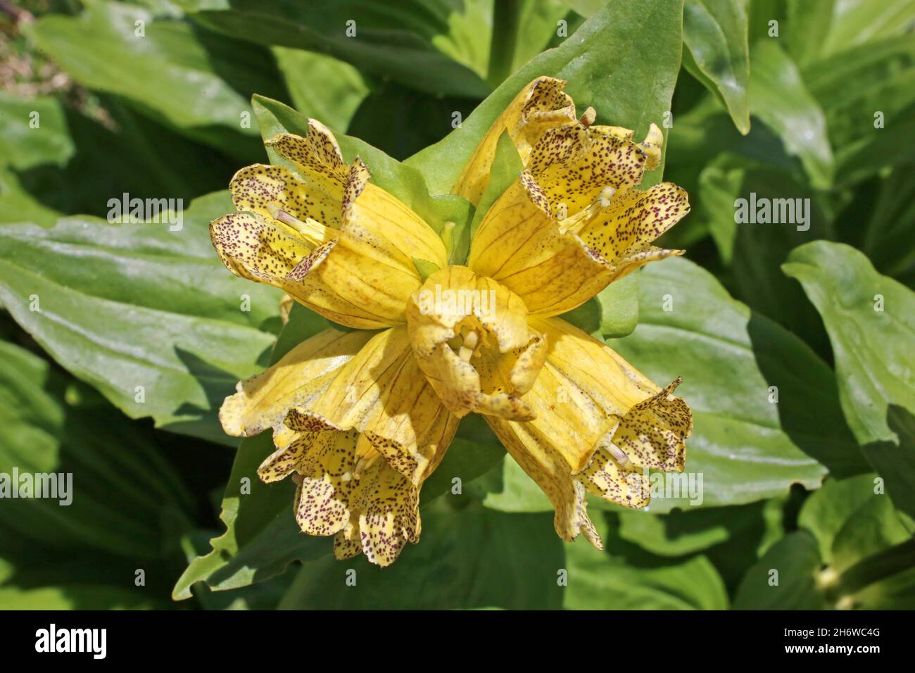 Gentiana punctata, Dotted-Flowered Gentian, Gentianaceae. Wild plant shot in summer. Stock Photo