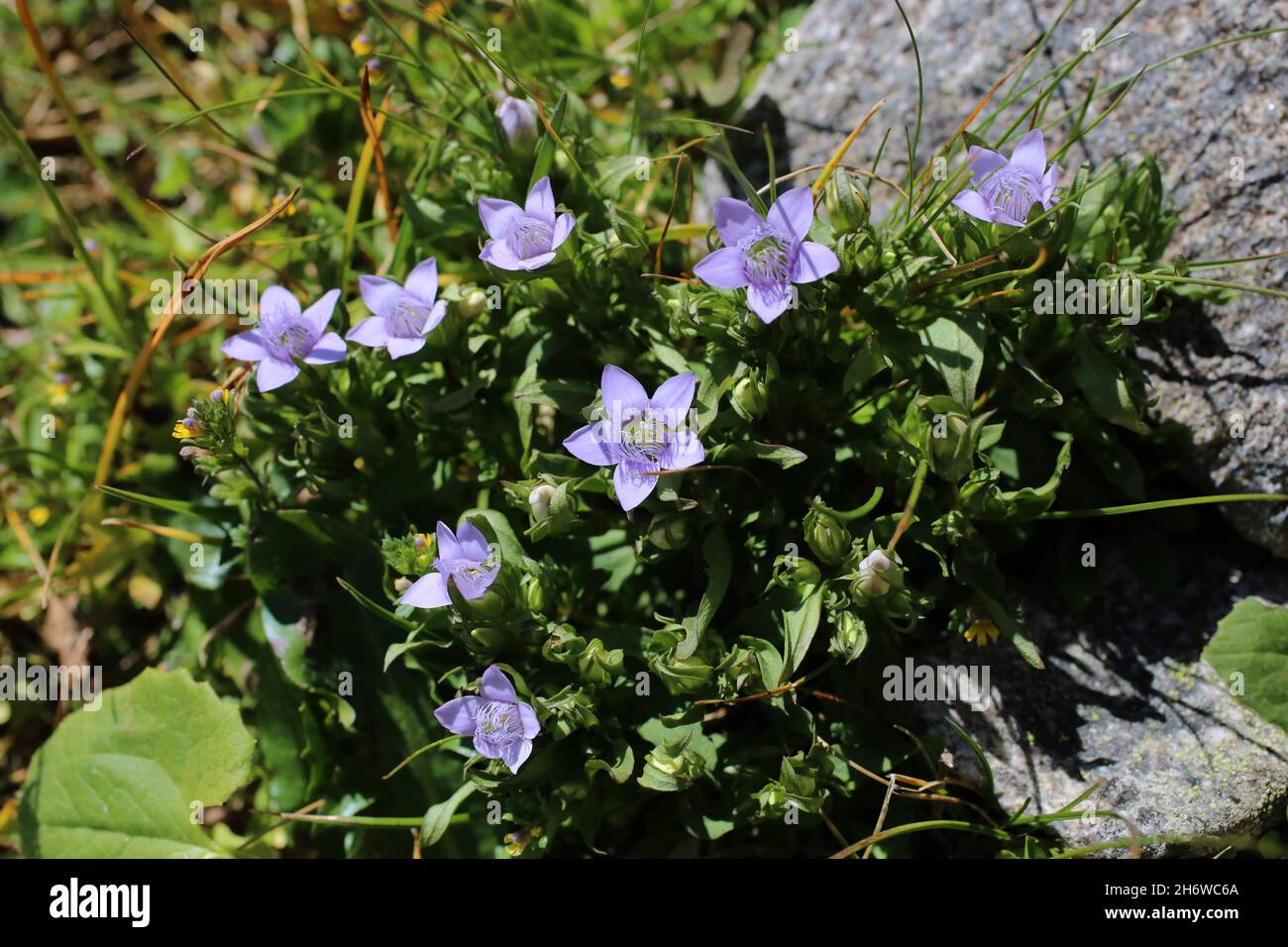 Gentianella bulgarica, Gentianaceae. Wild plant shot in summer. Stock Photo
