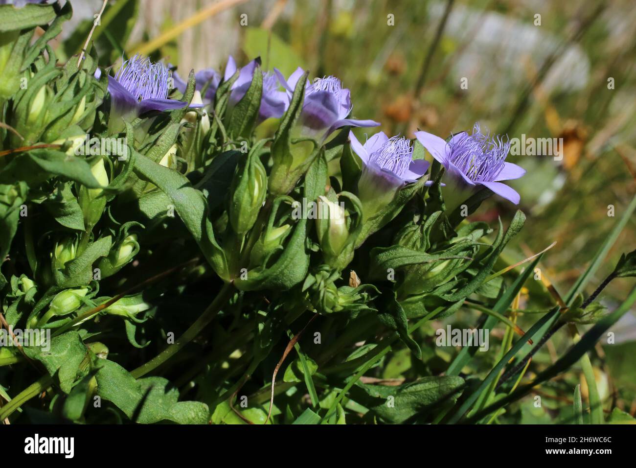 Gentianella bulgarica, Gentianaceae. Wild plant shot in summer. Stock Photo