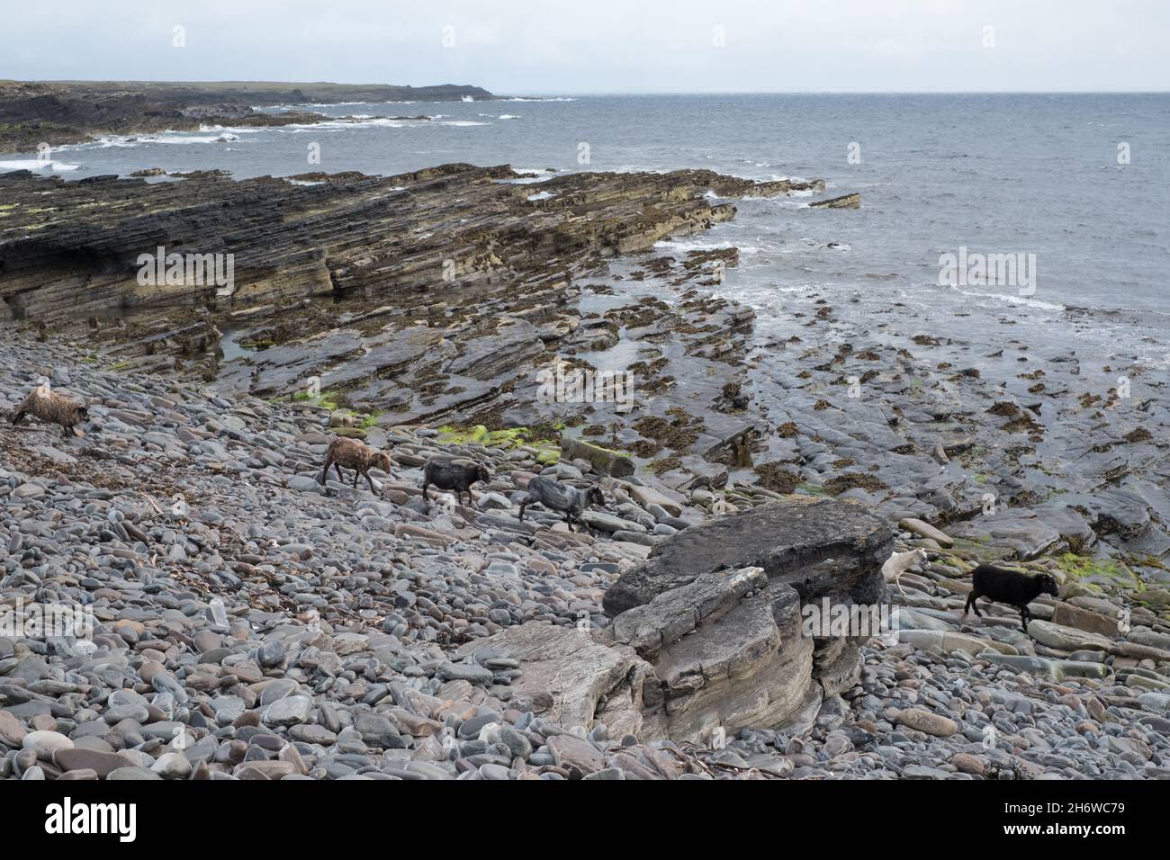 Semi-feral North Ronaldsay sheep on the rocky northern shores of the island of North Ronaldsay, Orkney. The sheep live mainly on seaweed Stock Photo