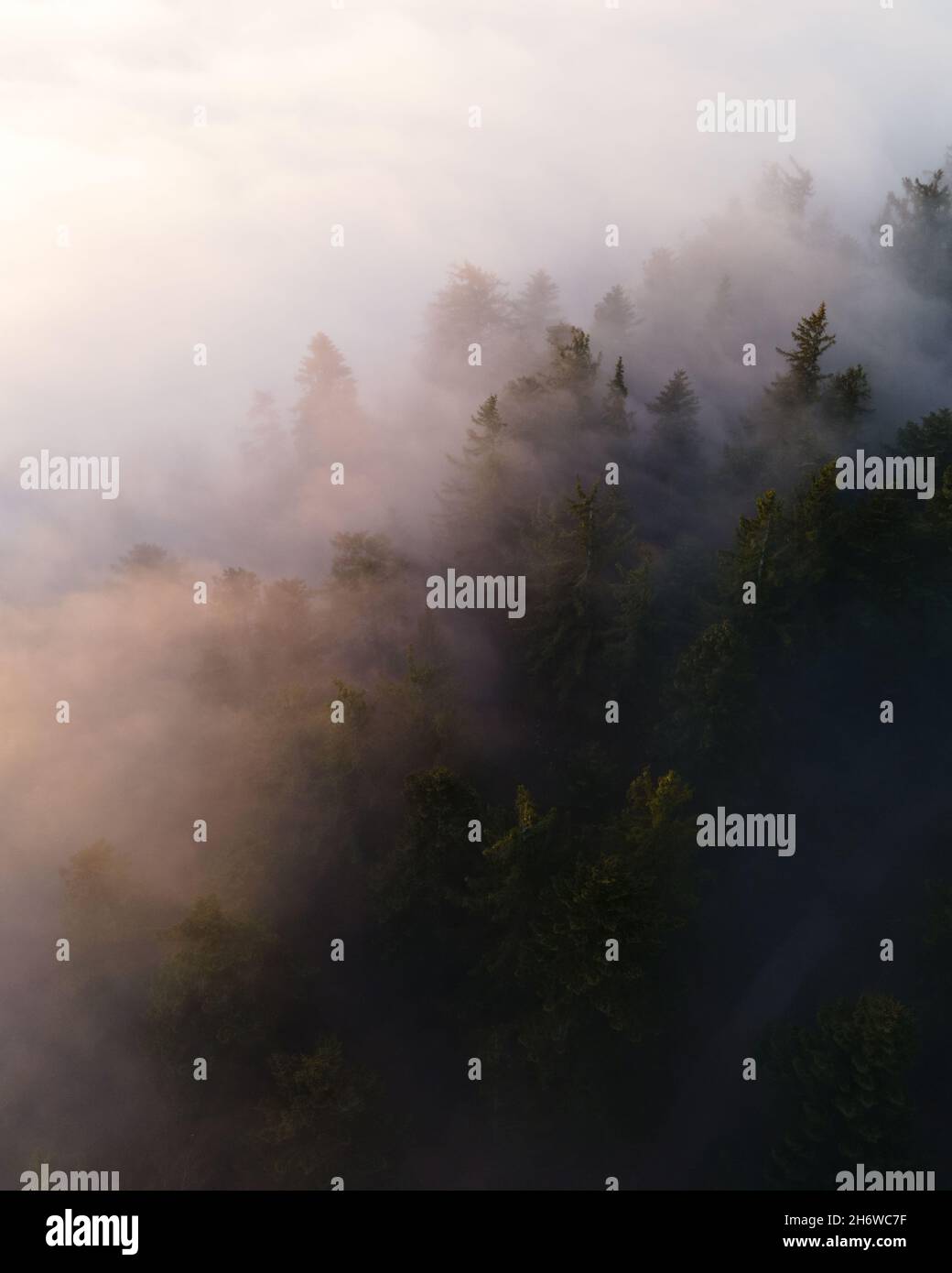 Calm moody forest in misty fog in the morning Stock Photo - Alamy