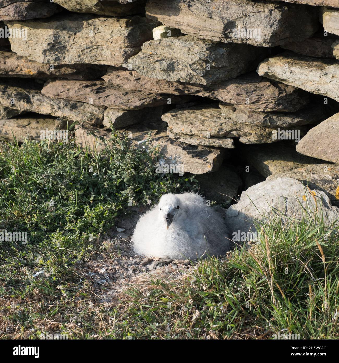 Fulmar chick sitting on a nest on the beach of North Ronaldsay, Orkney, Scotland Stock Photo