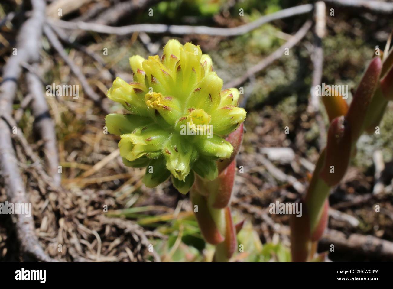 Jovibarba heuffelii, Crassulaceae. Wild plant shot in summer. Stock Photo