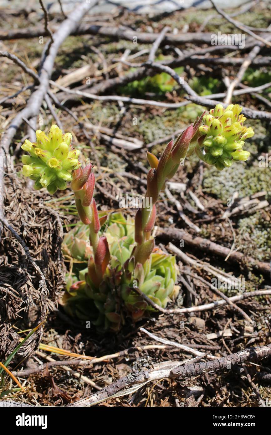 Jovibarba heuffelii, Crassulaceae. Wild plant shot in summer. Stock Photo