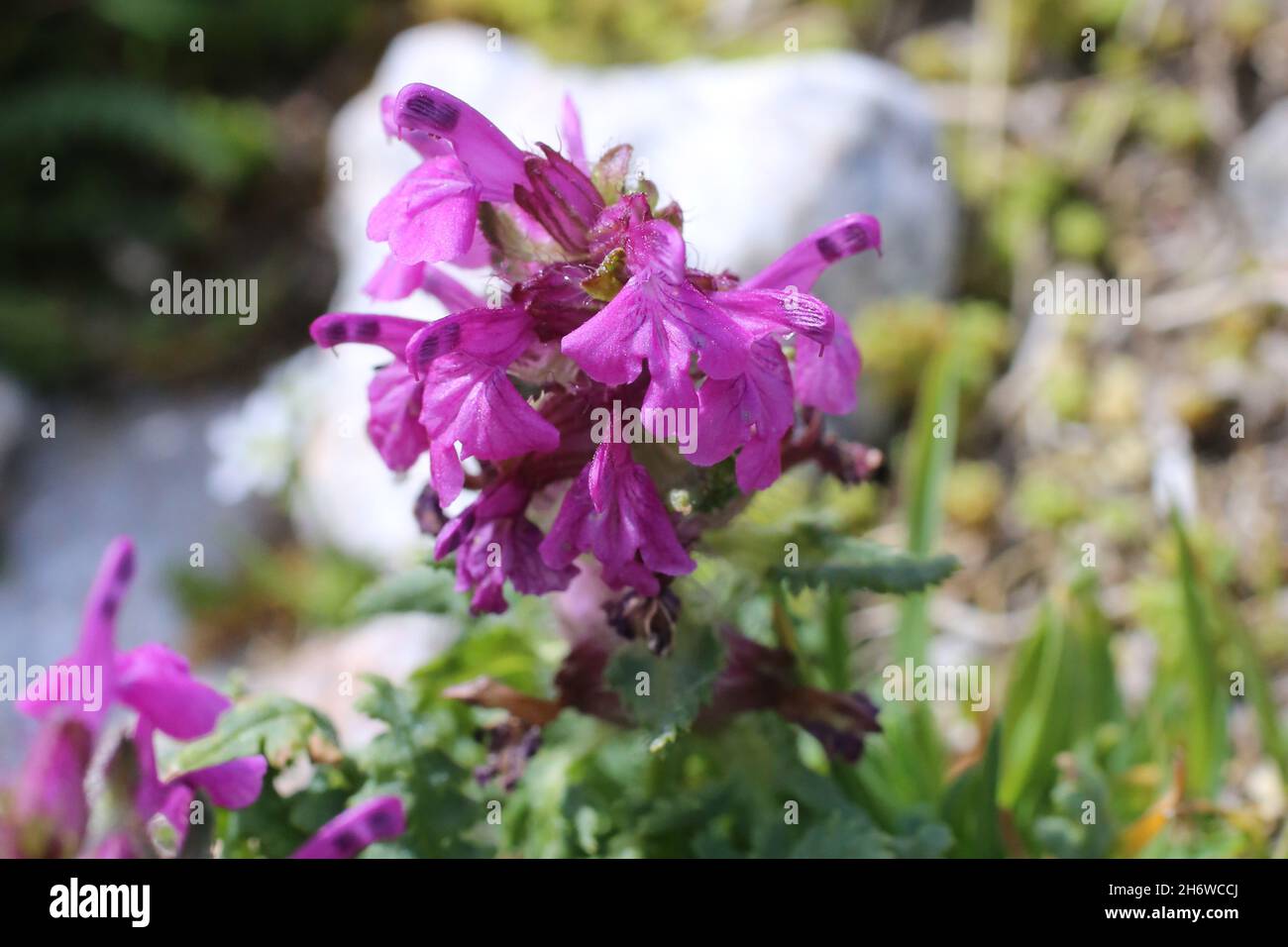 Pedicularis verticillata, Orobanchaceae. Wild plant shot in summer. Stock Photo
