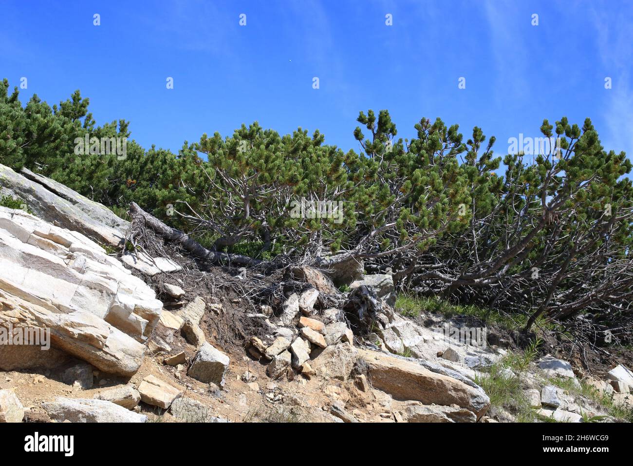 Pinus mugo, Pinaceae. Wild plant shot in summer. Stock Photo