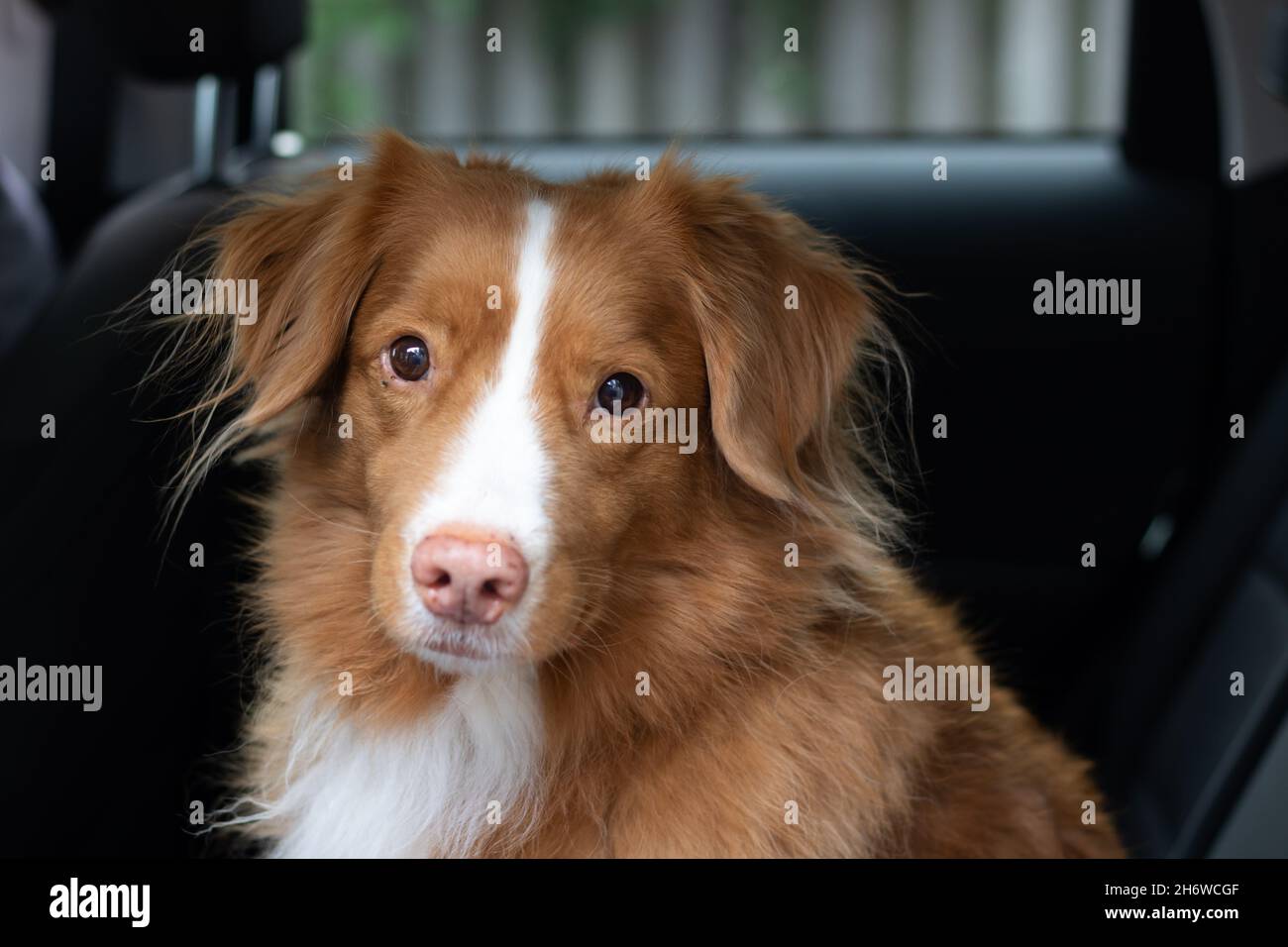 Close up portrait of Nova Scotia Duck Tolling Retriever dog in back seat of a car Stock Photo