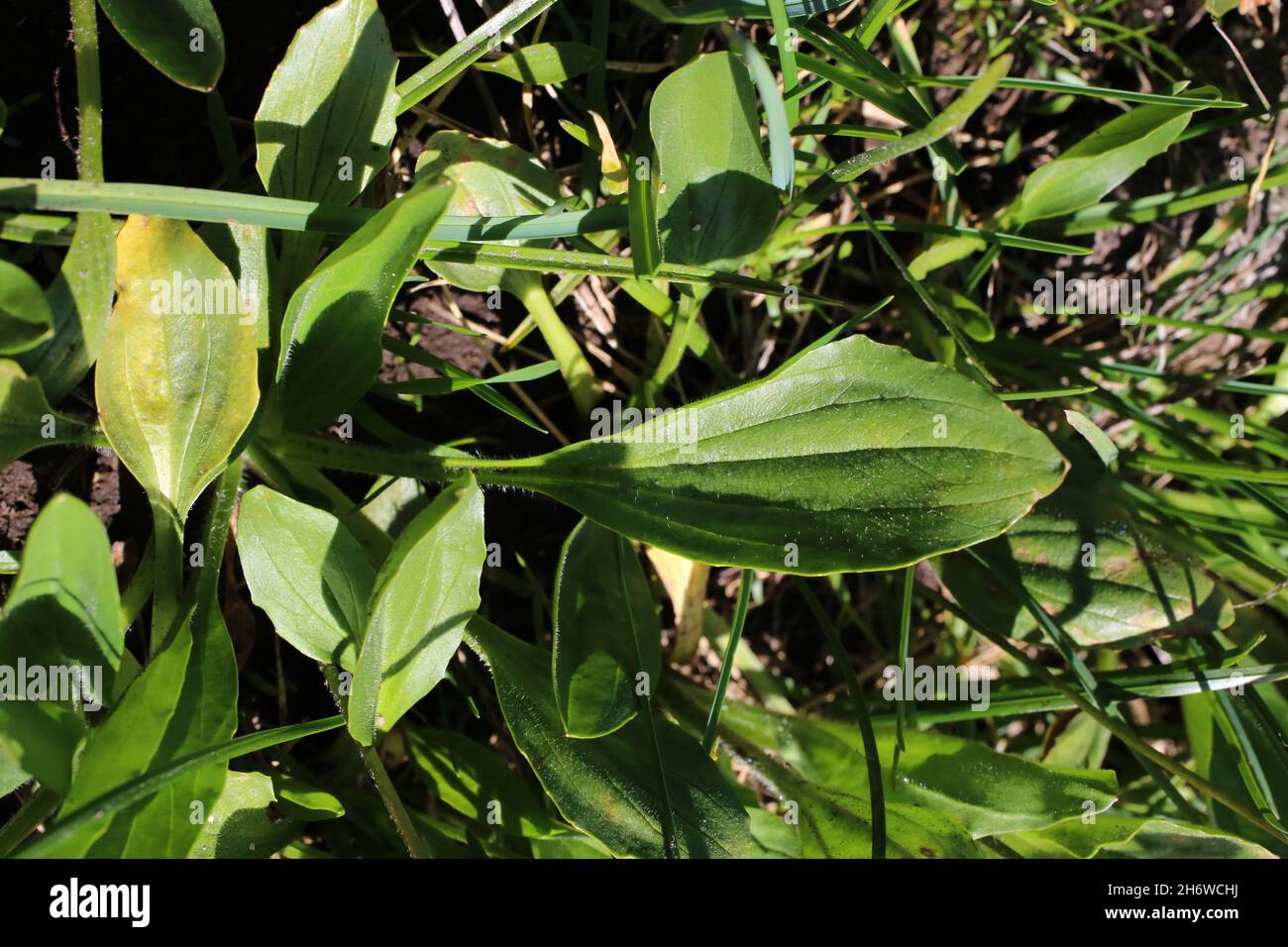 Plantago gentianoides, Plantaginaceae. Wild plant shot in summer. Stock Photo