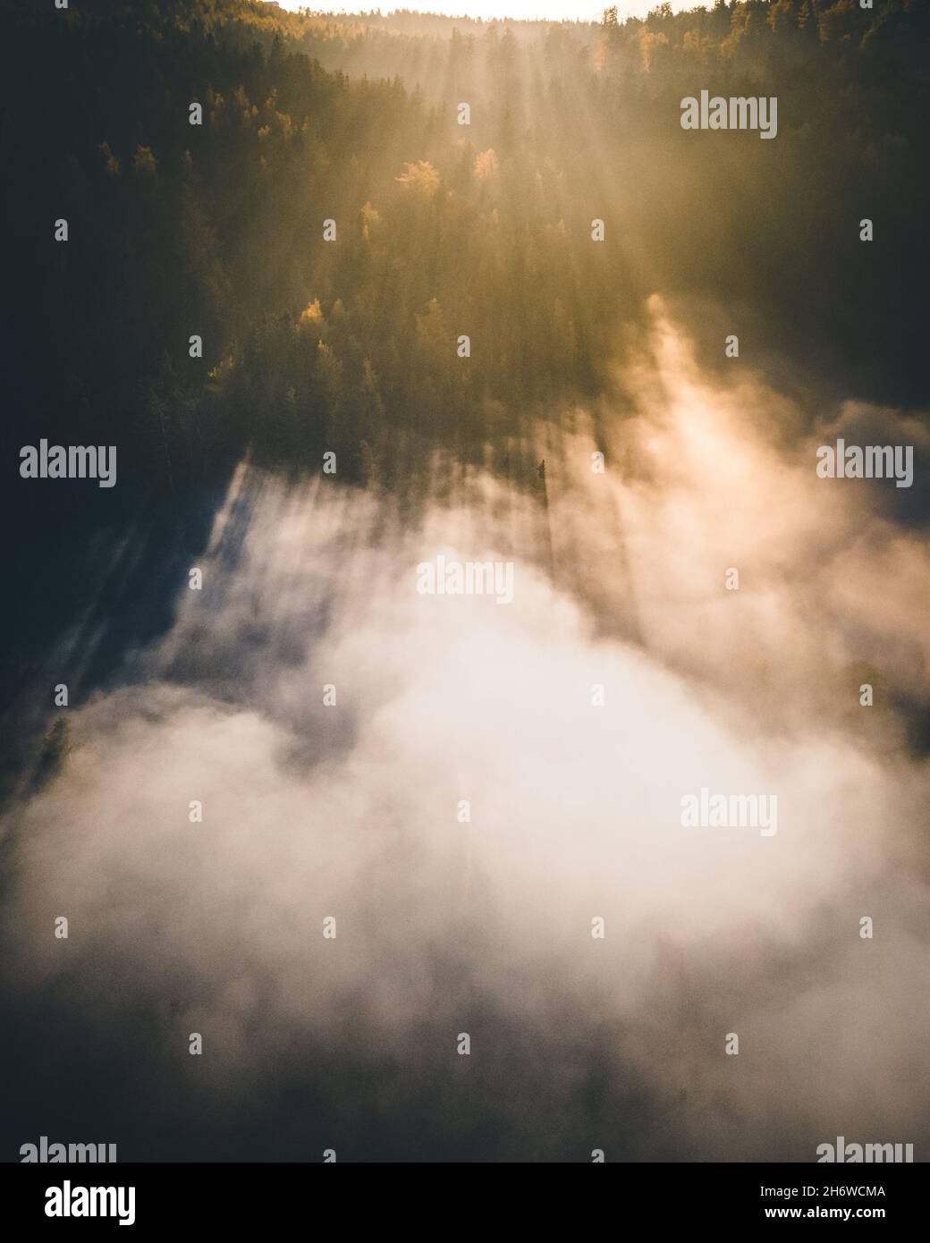 Calm moody forest in misty fog in the morning Stock Photo - Alamy