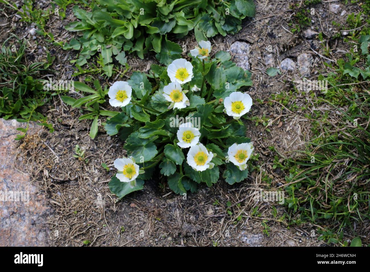 Ranunculus crenatus, Crenate Buttercup, Ranunculaceae. Wild plant shot in summer. Stock Photo