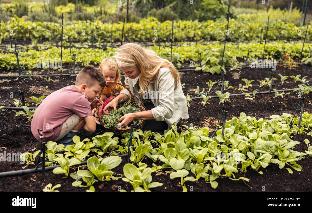 Harvest season on an organic farm. Young single mother gathering fresh