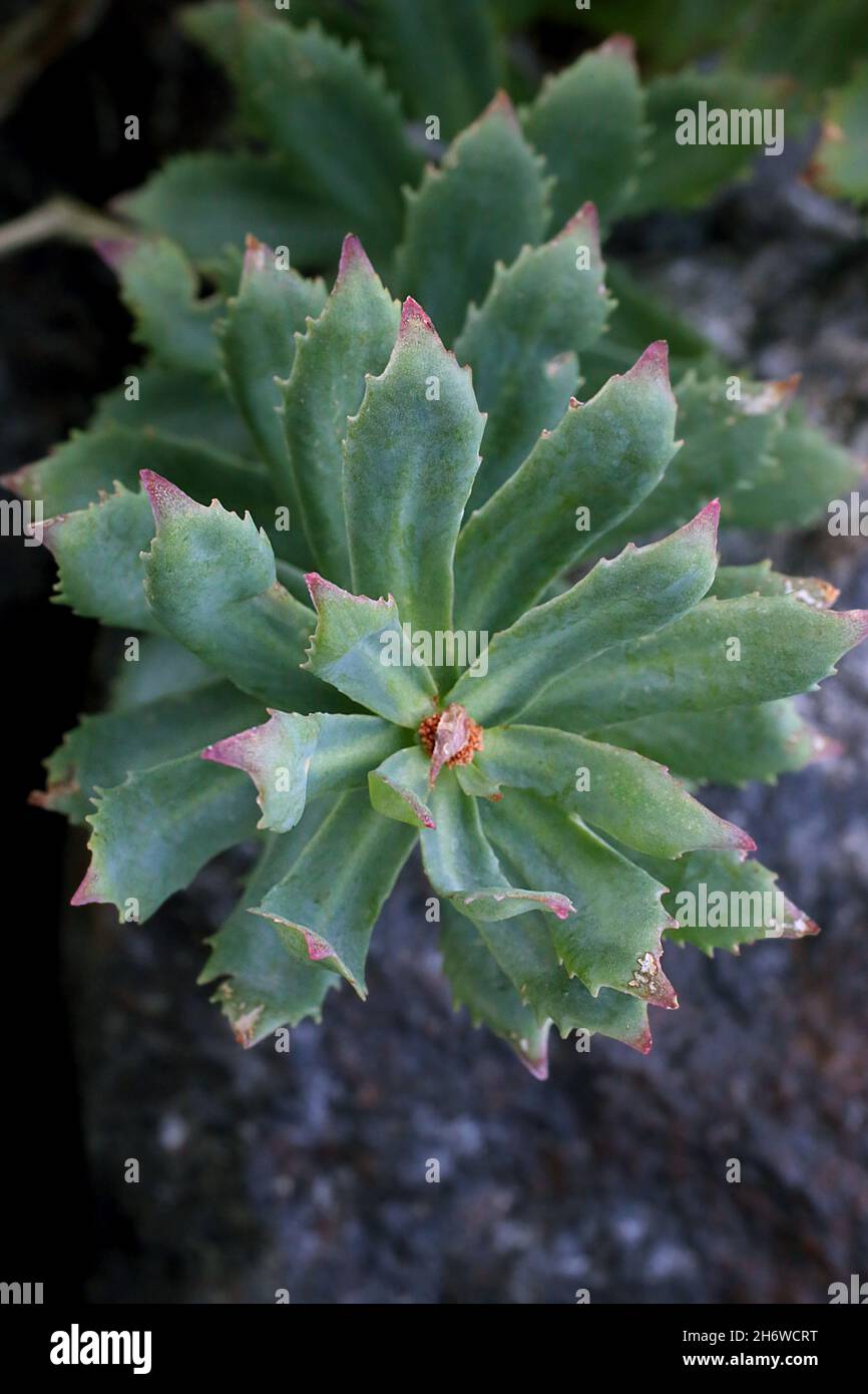Rhodiola rosea, Rose-Root, Crassulaceae, Wild plant shot in summer. Stock Photo