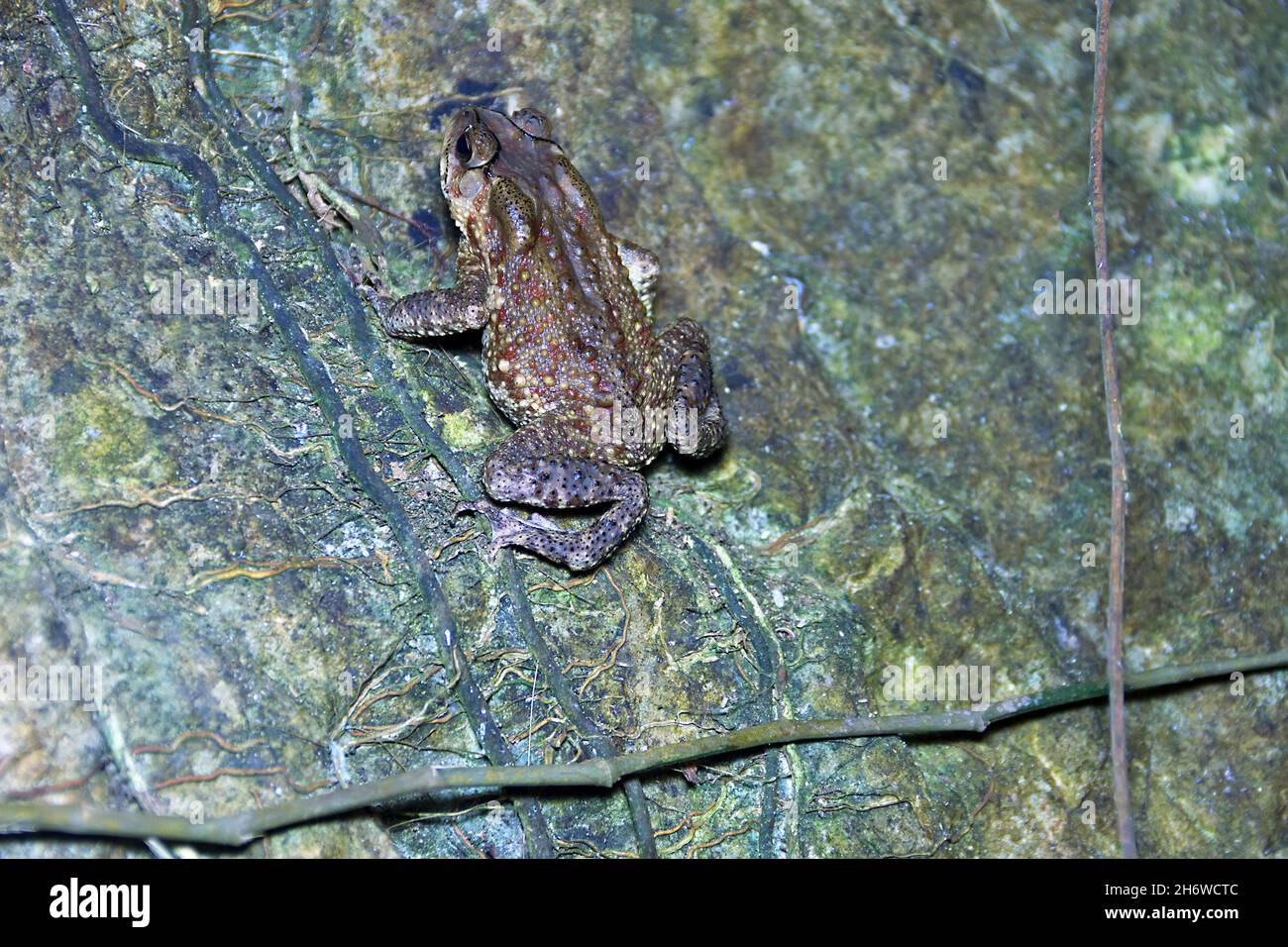 Vietnam toad hi-res stock photography and images - Alamy