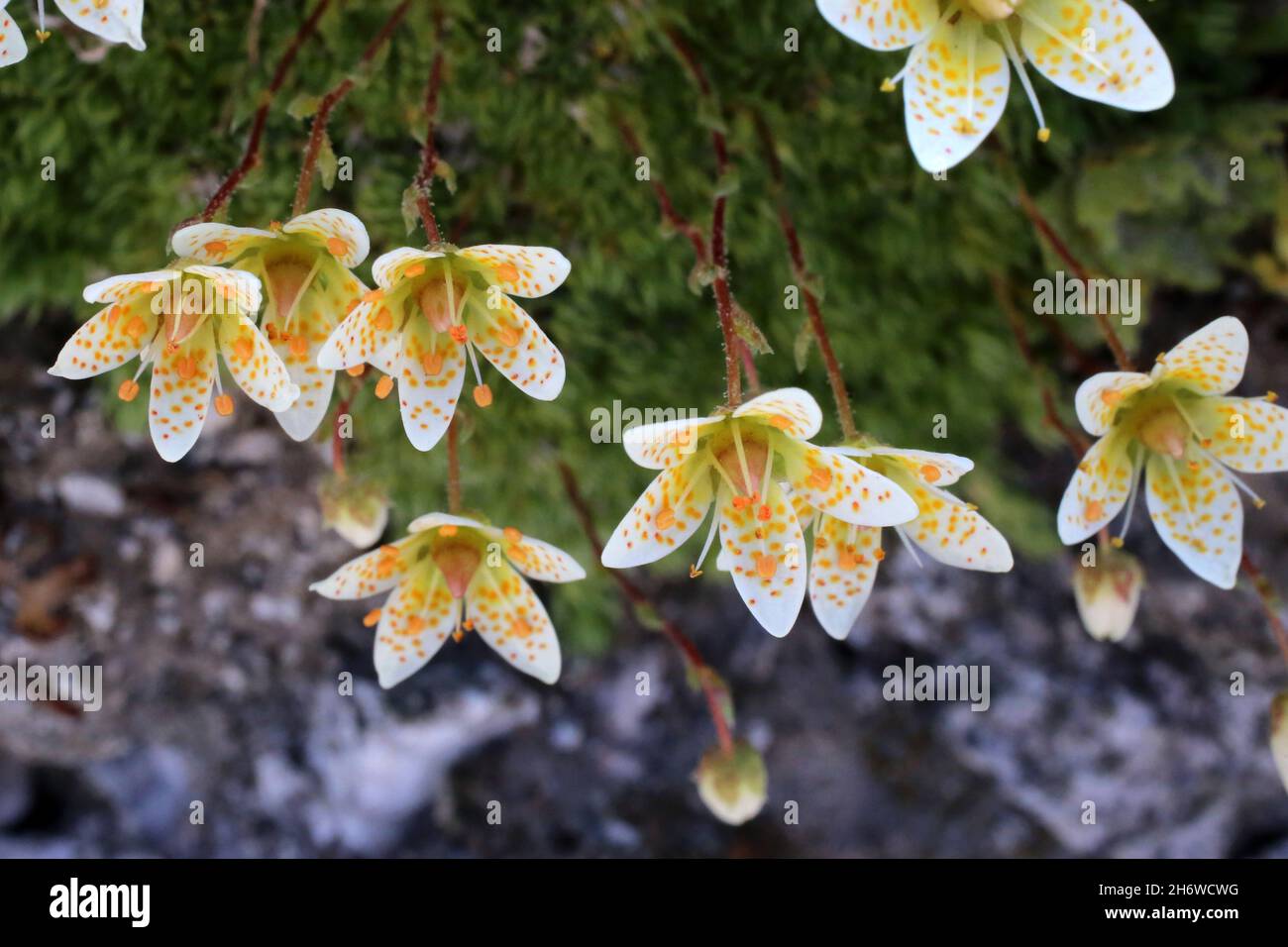 Saxifraga bryoides, Saxifragaceae. Wild plant shot in summer. Stock Photo
