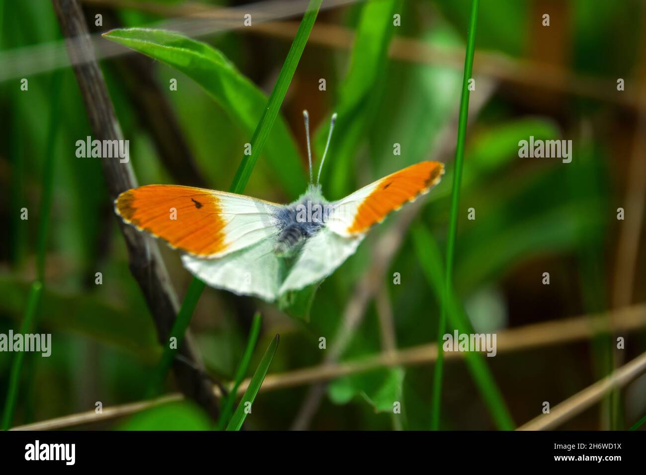 Orange-tip White (Anthocharis cardamines, male) butterfly. North-West Russian taiga Stock Photo