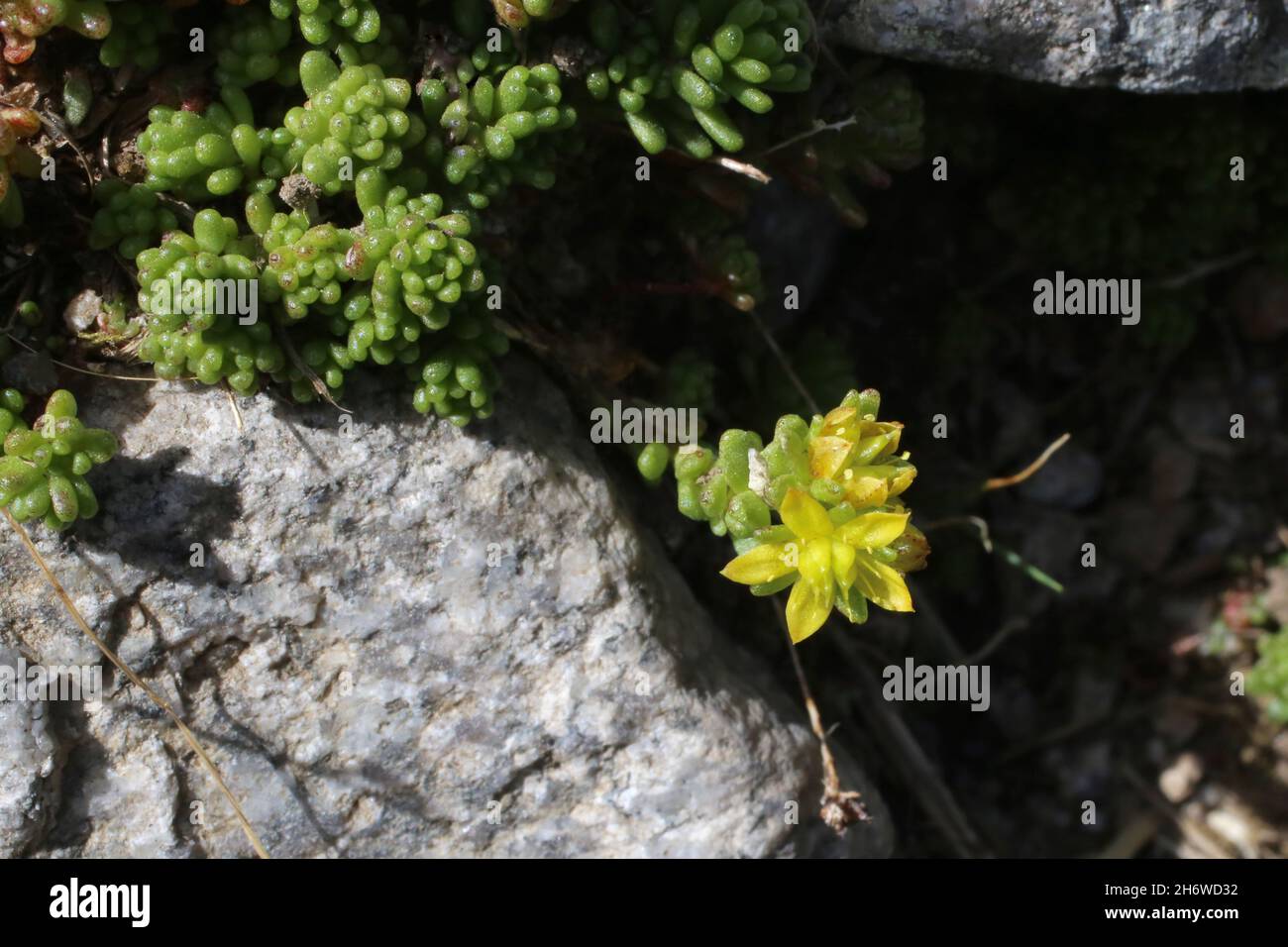 Sedum alpestre, Crassulaceae. Wild plant shot in summer. Stock Photo