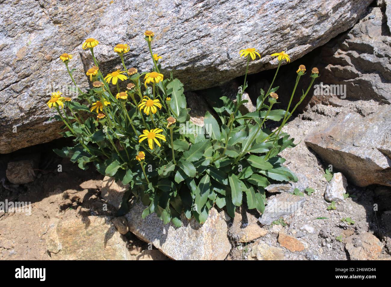 Senecio doronicum subsp. transylvanicus, Senecio glaberrimus, Compositae. Wild plant shot in summer. Stock Photo