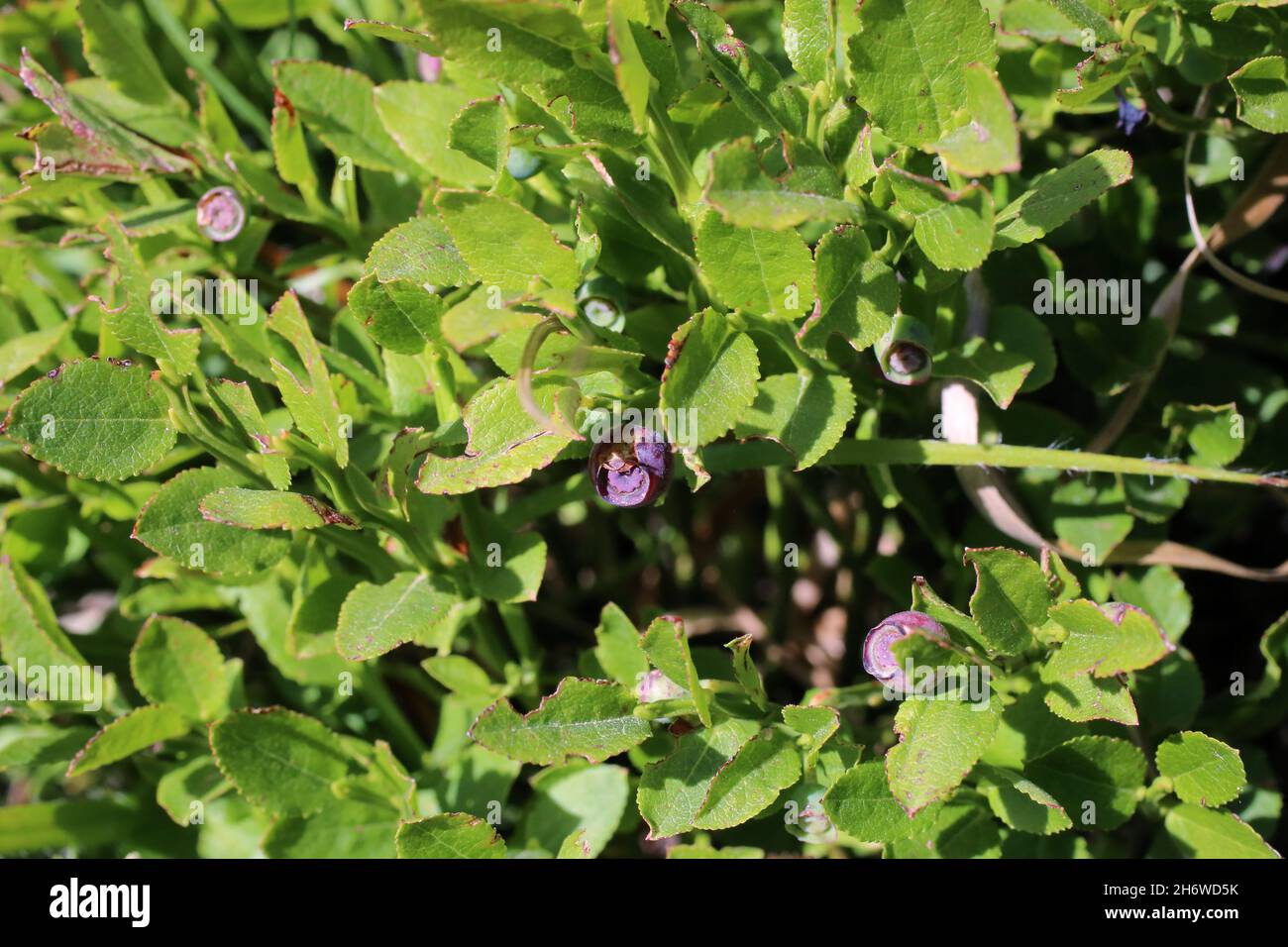 Vaccinium myrtillus, Bilberry Whortleberry, Ericaceae. Wild plant shot in summer. Stock Photo